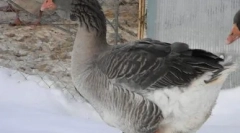 Най-големите гъски в света: най-големи големи породи